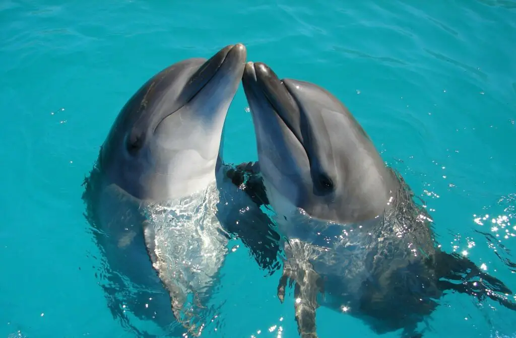 Dolphins Have Secret Names—And They Remember Them for Their Entire Lives