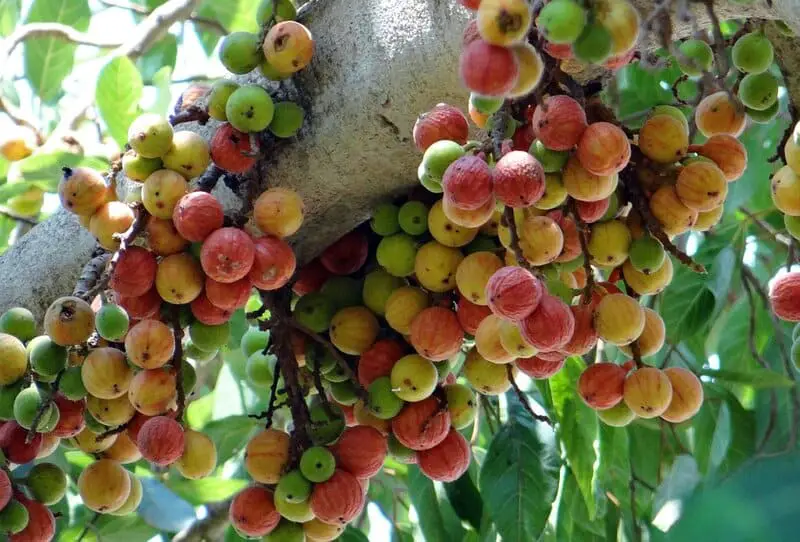 The Climate Solution Hiding in Plain Sight: Trees That Eat CO2 and Poop Out Rocks