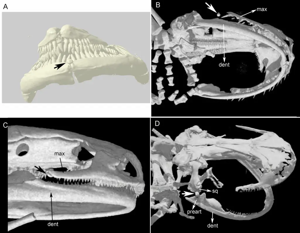 Massive Extinct Salamander With Vice-Like Jaws Found in Tennessee Fossil
