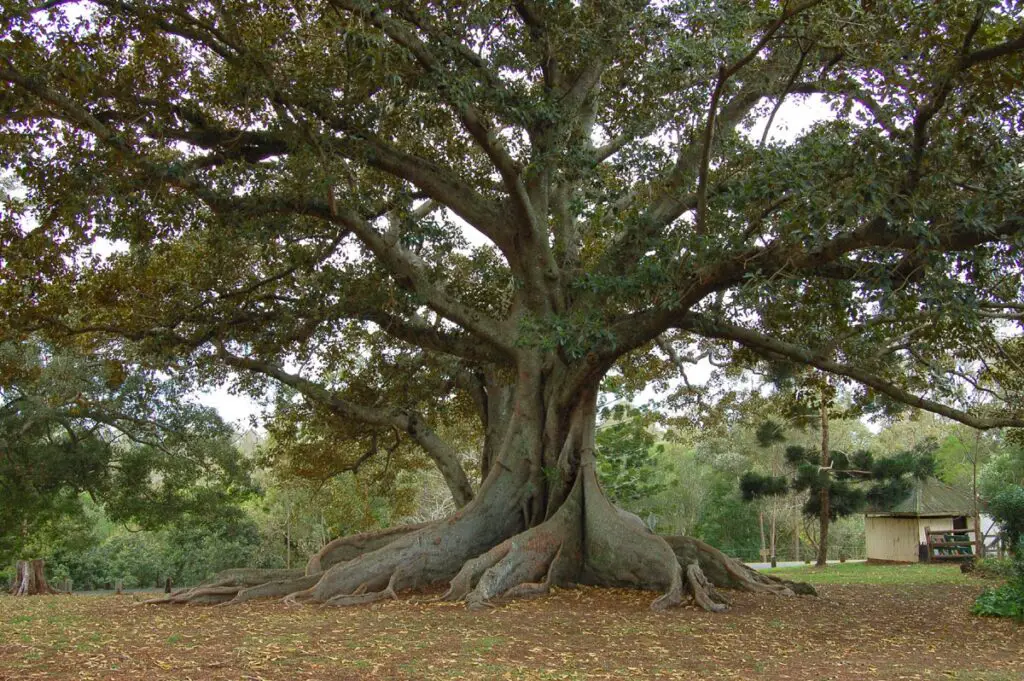 The Climate Solution Hiding in Plain Sight: Trees That Eat CO2 and Poop Out Rocks