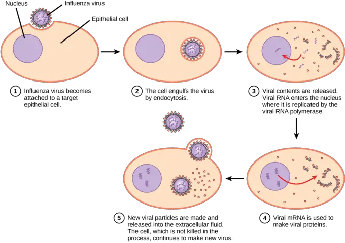 Why Some People Never Get Sick—The Genetic Lottery That Creates Super Immune Systems