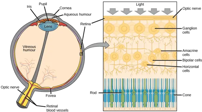 How Long Do Human Cells Actually Live? Your Body Replaces Itself Constantly