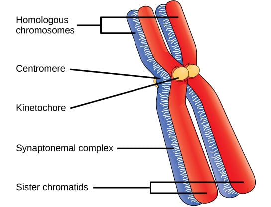 Scientists Decode Complete Human Genome After 20-Year International Project