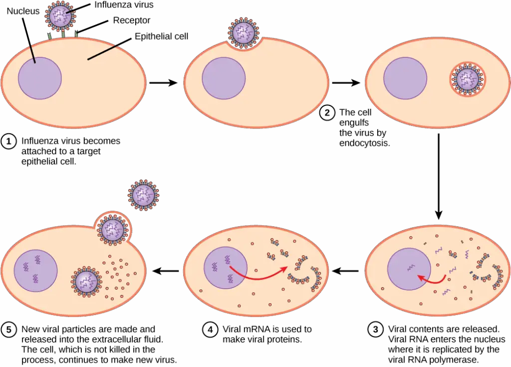 The Virus Living in Your Body Right Now That’s Actually Keeping You Alive