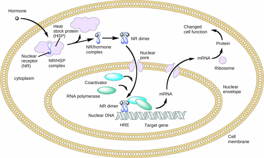 Your Gut Bacteria Might Be Controlling Your Depression – New Research Find