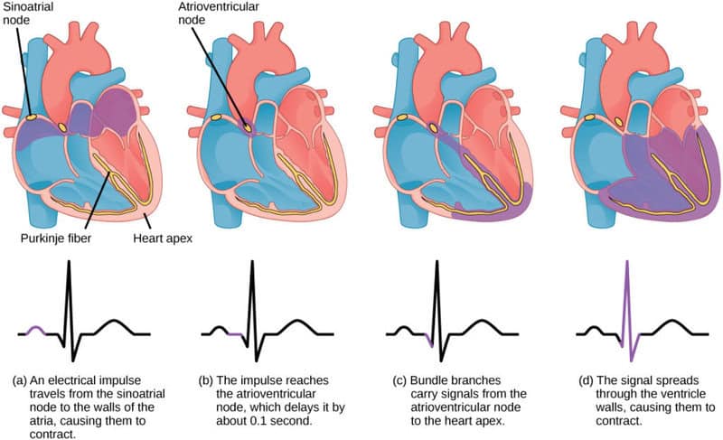 Scientists Discovered a “Second Brain” in Your Heart—And It Remembers Everything