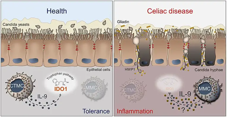 The Microscopic Vampire That Could Cure Candida Infections