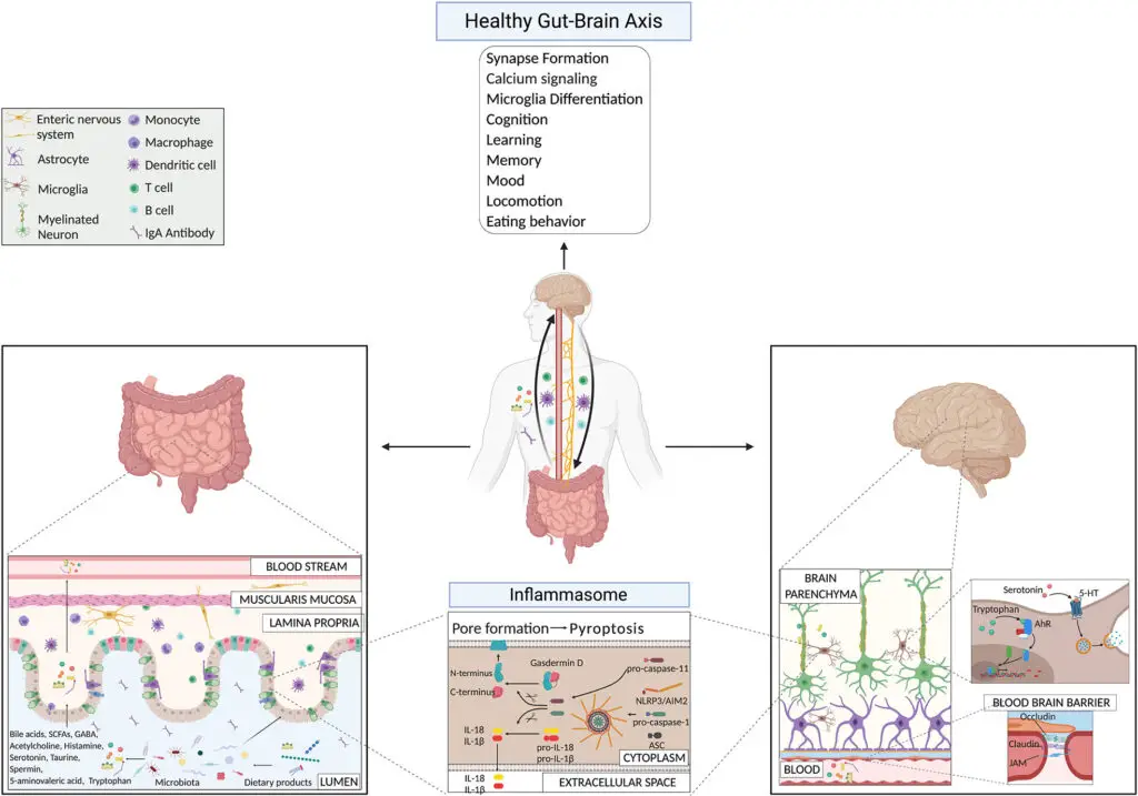 Your Gut Bacteria Might Be Controlling Your Depression – New Research Find
