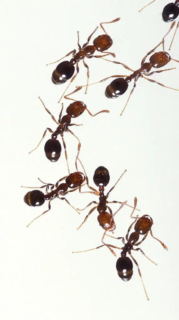 Don’t Touch These: 15 Poisonous Animals Found in Your Backyards