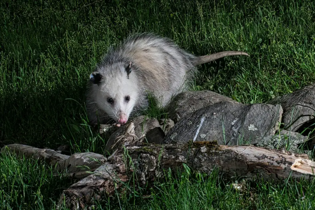 The Great Escape Artists: Animals That Fake Death Better Than Any Actor