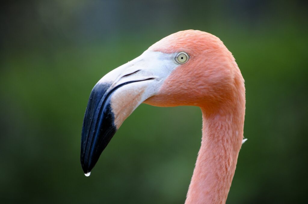 I Followed Migrating Birds for 3 Years: 24 Mind-Blowing Navigation Secrets They Use