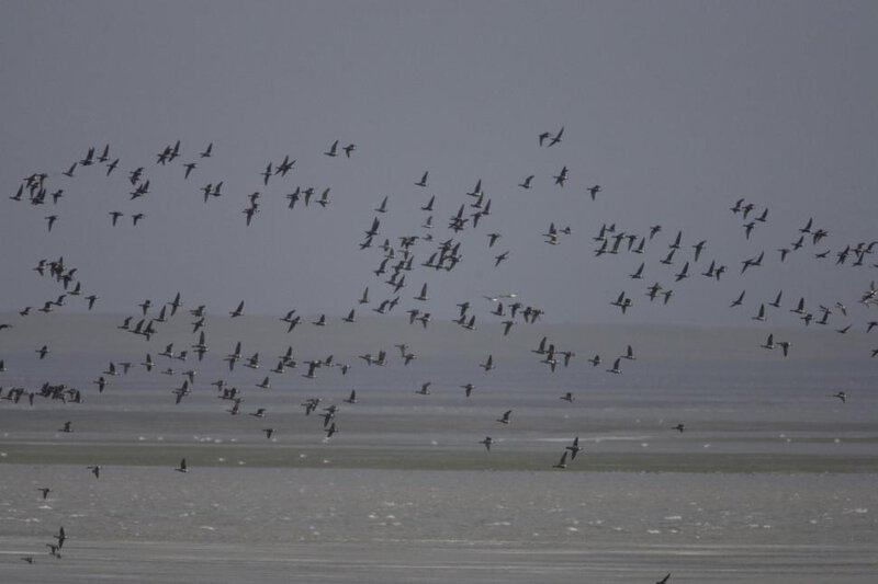 The Quantum Spies: How Birds Use Physics That Einstein Called ‘Spooky’