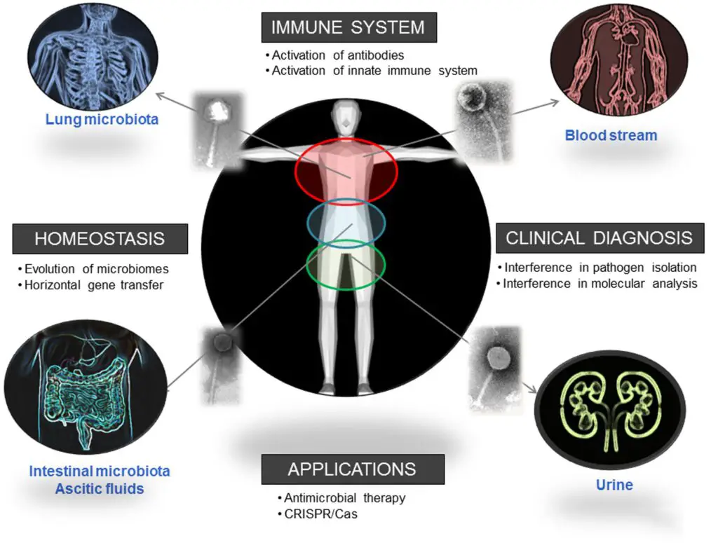 The Virus Living in Your Body Right Now That’s Actually Keeping You Alive