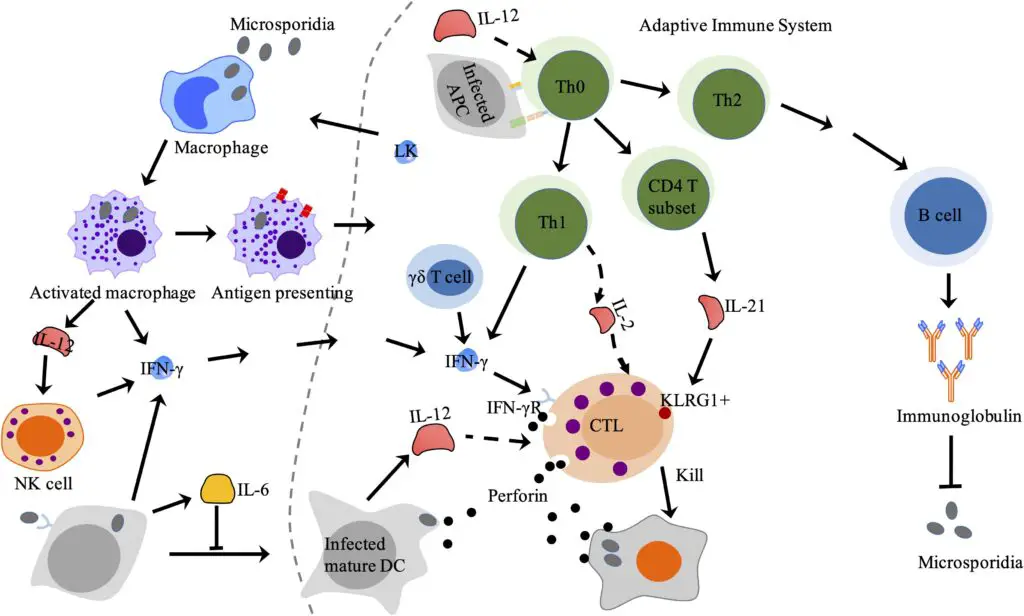 Why Some People Never Get Sick—The Genetic Lottery That Creates Super Immune Systems