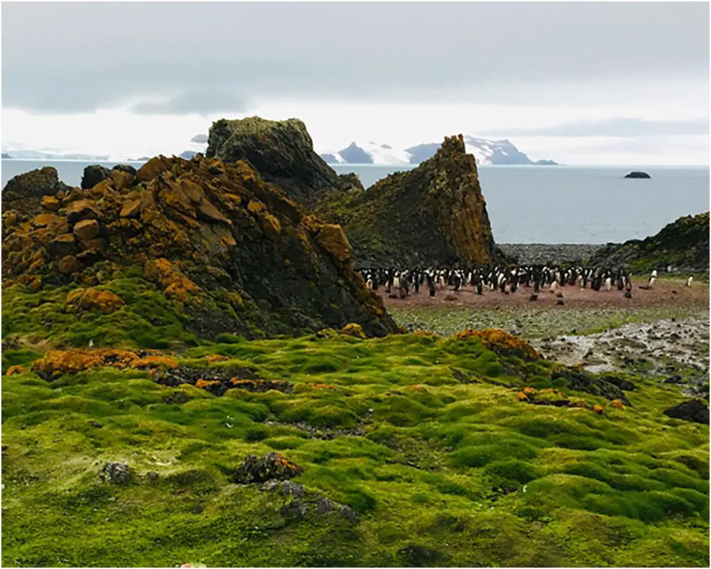 Antarctica Is Growing New Forests—But It’s Not Good News