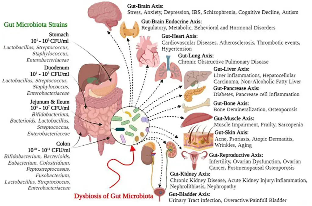 The Gut Health Revolution: How Probiotics Work Differently in Younger and Older Bodies