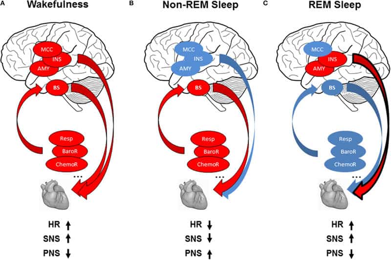 Scientists Discovered a “Second Brain” in Your Heart—And It Remembers Everything