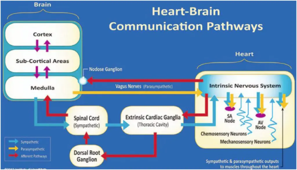 Scientists Discovered a “Second Brain” in Your Heart—And It Remembers Everything