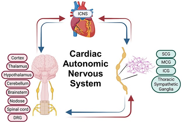 Scientists Discovered a “Second Brain” in Your Heart—And It Remembers Everything