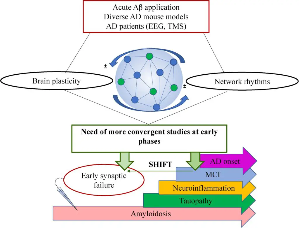The Protein That Lets Memories Last Forever – KIBRA’s Role in Long-Term Memory