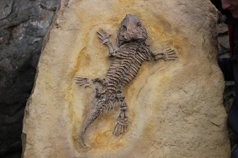 The 289-Million-Year-Old Skin That Rewrites Evolution History