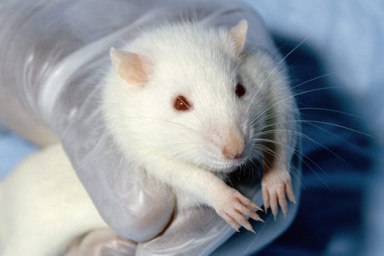 Mice’s Jaw-Dropping Instinct to Save Buddies from the Brink – Nature’s Paramedics?