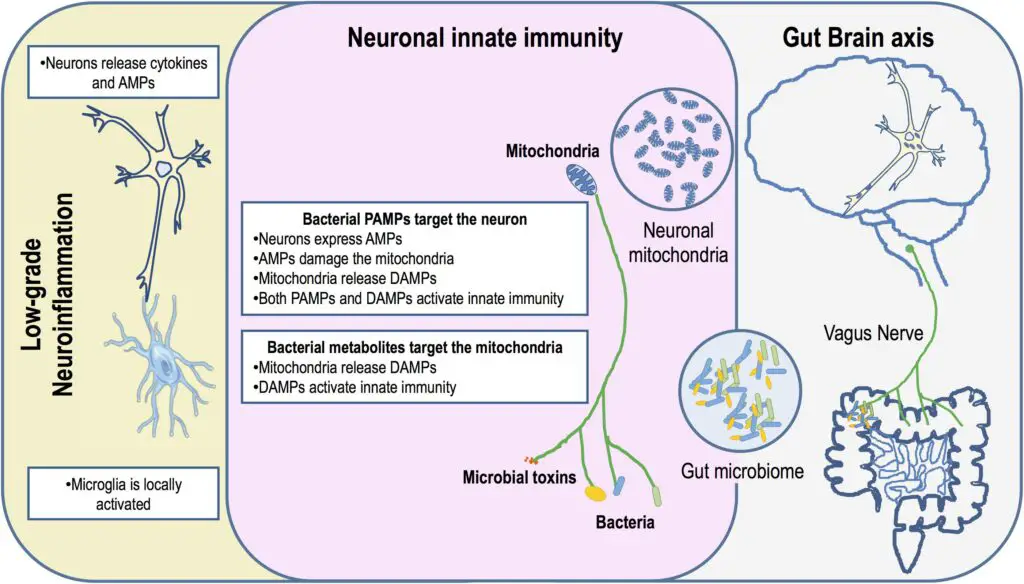 Your Gut Bacteria Might Be Controlling Your Depression – New Research Find