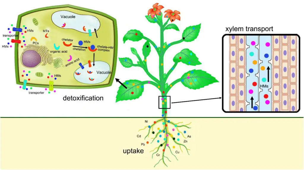 The Plant That Can Literally Eat Metal (And It’s Growing in Your Backyard)