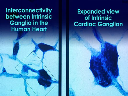 Scientists Discovered a “Second Brain” in Your Heart—And It Remembers Everything