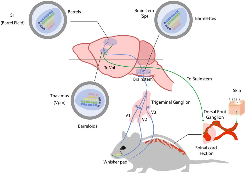 Mice’s Jaw-Dropping Instinct to Save Buddies from the Brink – Nature’s Paramedics?