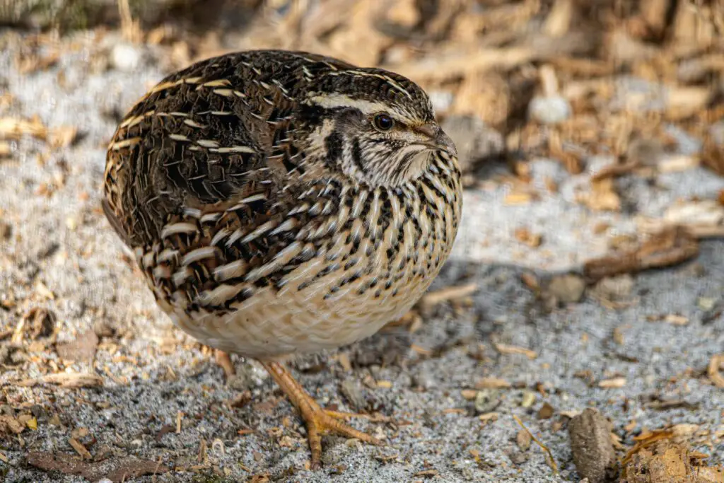 The Great Escape Artists: Animals That Fake Death Better Than Any Actor