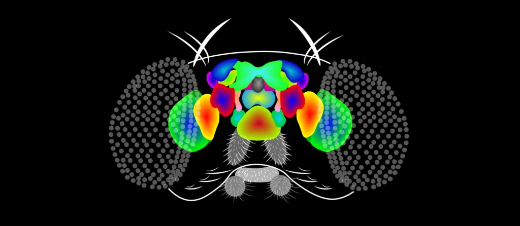 Scientists Map 140,000 Neurons in Fruit Fly Brain – Here’s What It Reveals About Human Memory