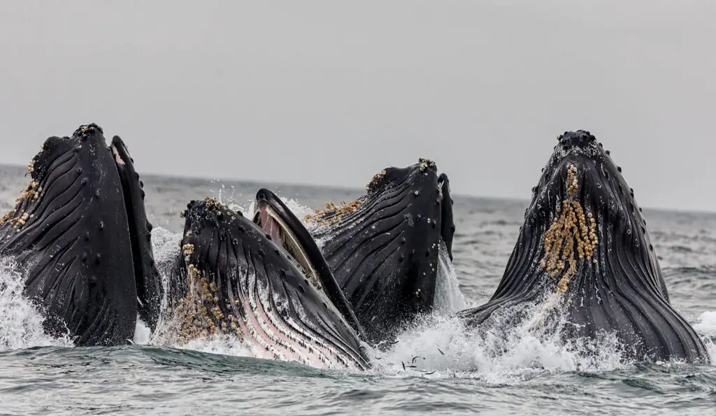 The Ocean’s Missing Sound: Why Whales Can’t Hear Each Other Anymore