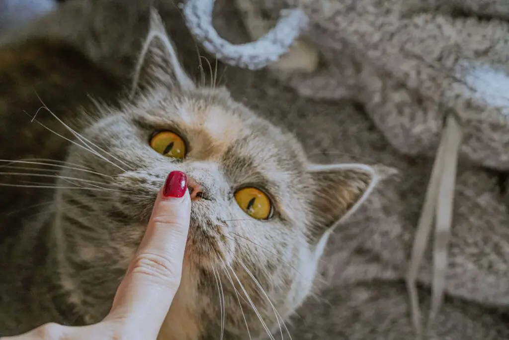 Indoor vs. Outdoor Cats: 23 Things to Know Before You Make a Decision