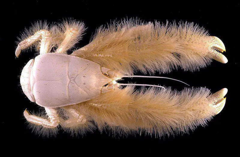15 Animals That Evolved in the Weirdest Ways