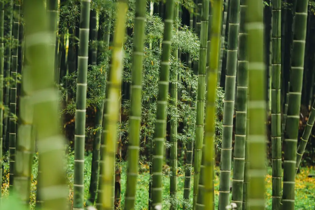 Did You Know Plants Can Do Math? These Species Can Actually Count and Remember Numbers