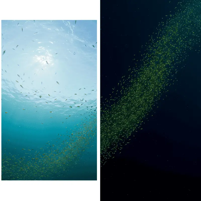 The Ocean’s Greatest Migration Happens Every Night: Trillions of Animals Travel Vertically