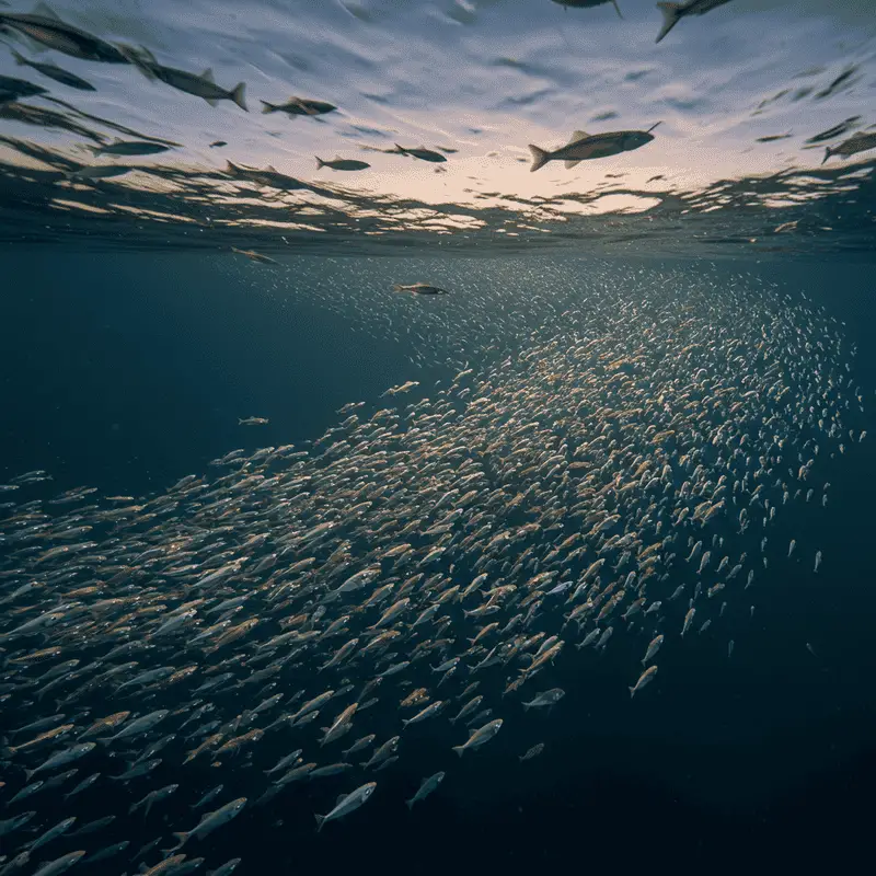 The Ocean’s Greatest Migration Happens Every Night: Trillions of Animals Travel Vertically