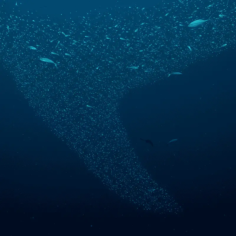 The Ocean’s Greatest Migration Happens Every Night: Trillions of Animals Travel Vertically