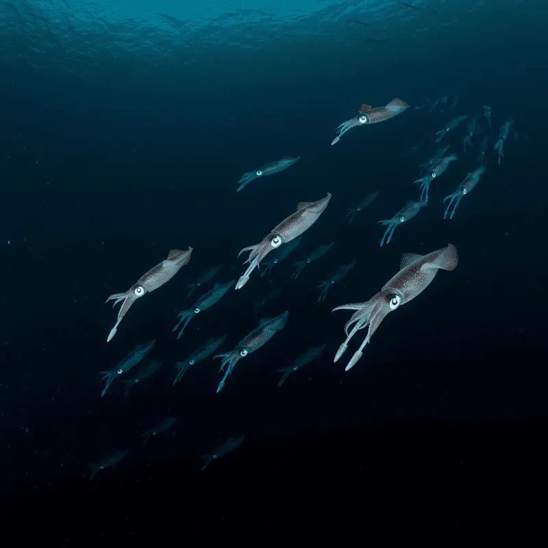 The Ocean’s Greatest Migration Happens Every Night: Trillions of Animals Travel Vertically