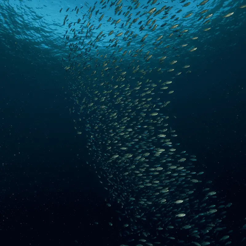 The Ocean’s Greatest Migration Happens Every Night: Trillions of Animals Travel Vertically