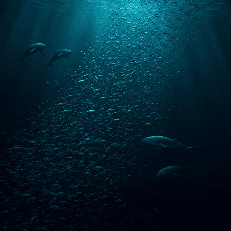 The Ocean’s Greatest Migration Happens Every Night: Trillions of Animals Travel Vertically