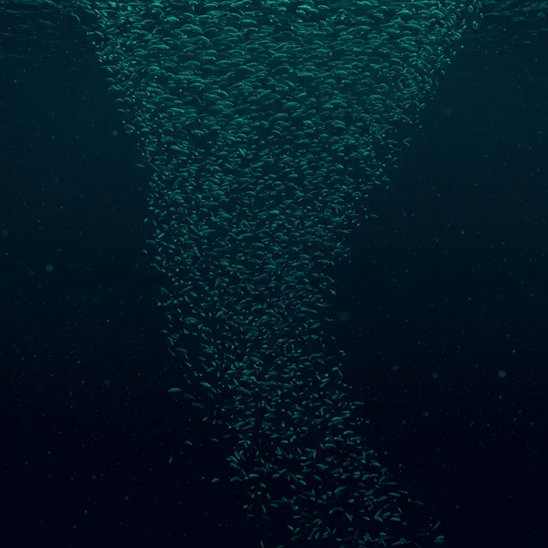 The Ocean’s Greatest Migration Happens Every Night: Trillions of Animals Travel Vertically