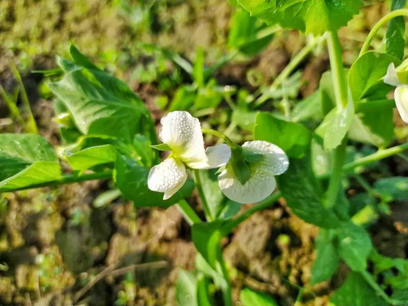 Did You Know Plants Can Do Math? These Species Can Actually Count and Remember Numbers