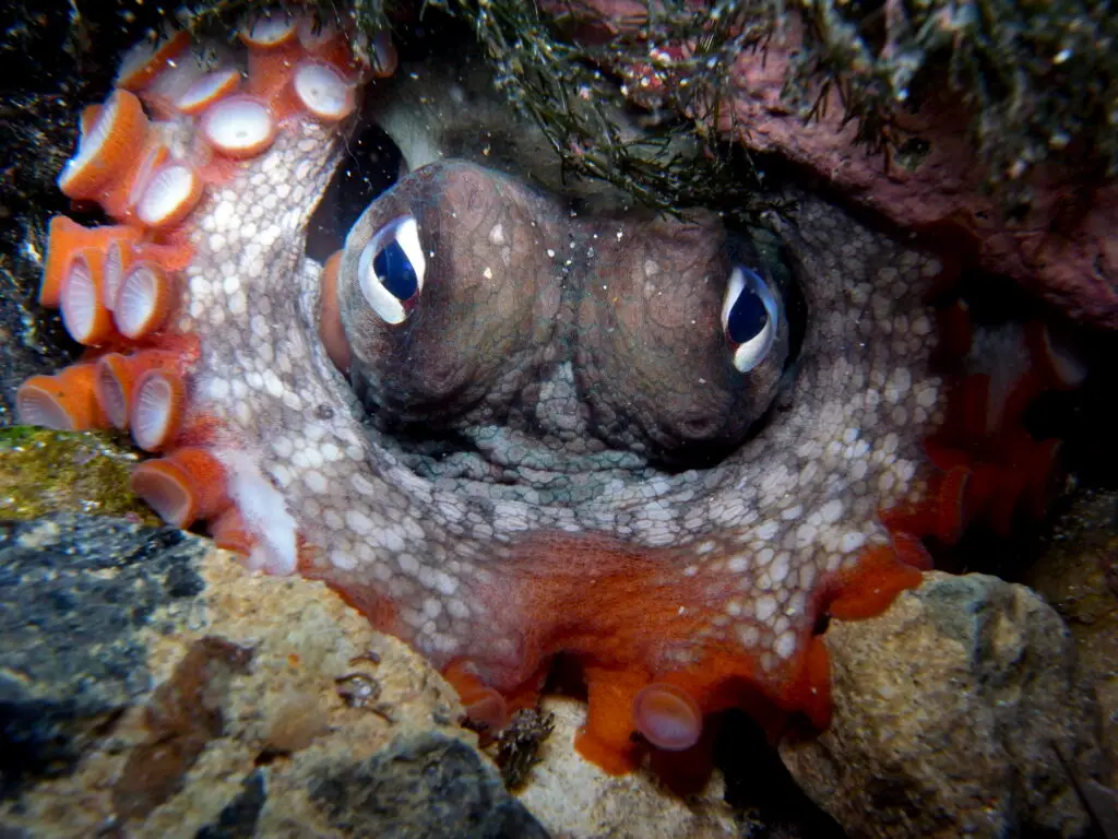 How Octopuses Became the Ocean’s Smartest Invertebrates — 25 Problem-Solving Abilities