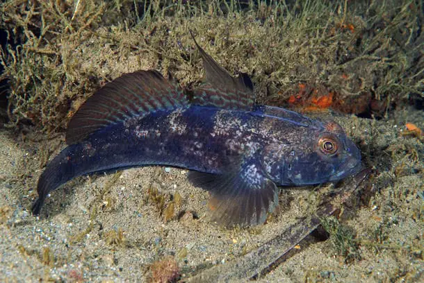 27 New Species Found in Peru’s ‘Human-Dominated’ Rainforest