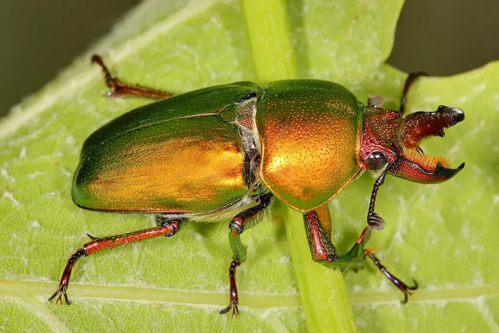27 New Species Found in Peru’s ‘Human-Dominated’ Rainforest