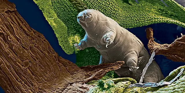 The Animal That Walked Into a Nuclear Reactor and Came Out Stronger