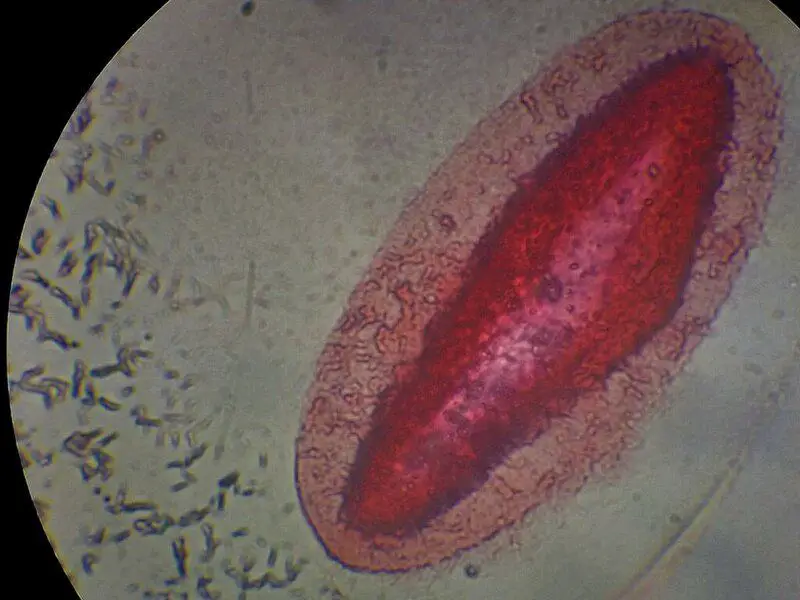 15 Steps from Non-Living to Living: How Life May Have Evolved