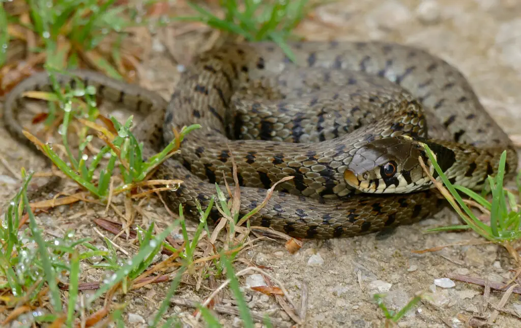 The Great Escape Artists: Animals That Fake Death Better Than Any Actor